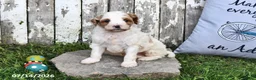 Goldendoodle dogs for sale: Scott - Ad 1