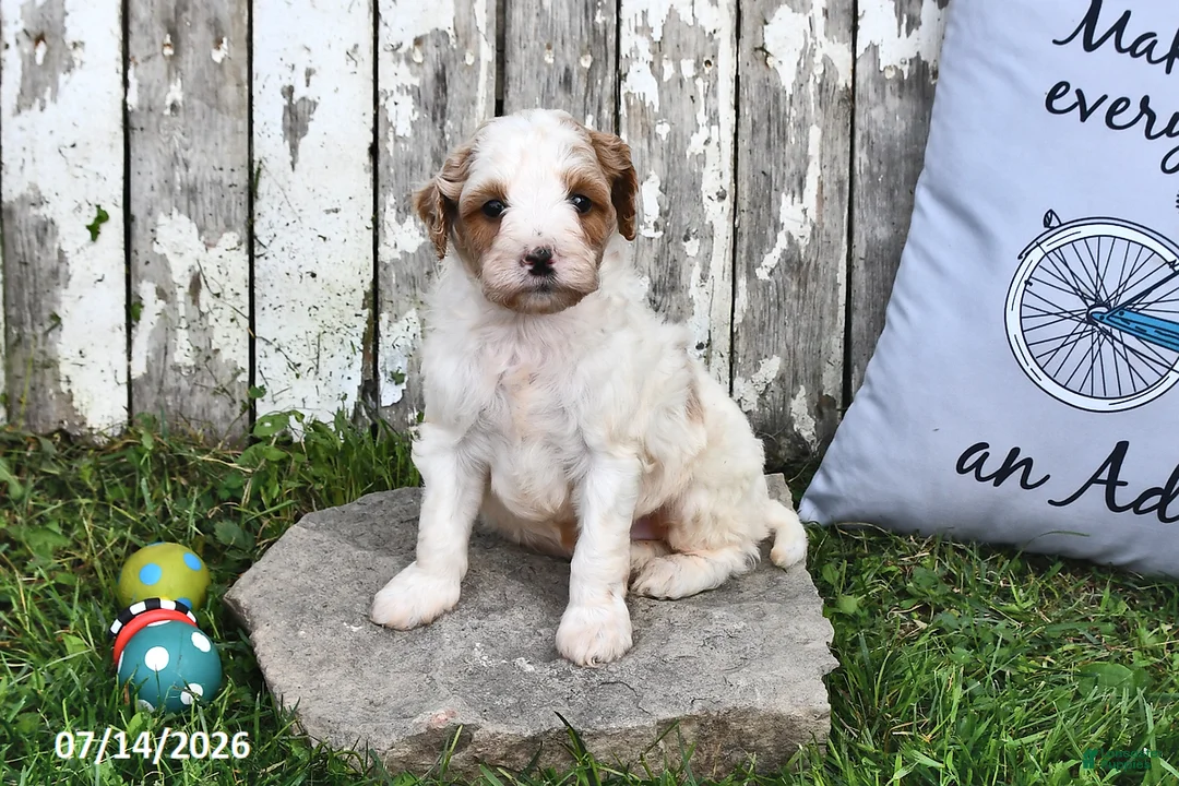 Goldendoodle dogs for sale: Scott - Ad 1