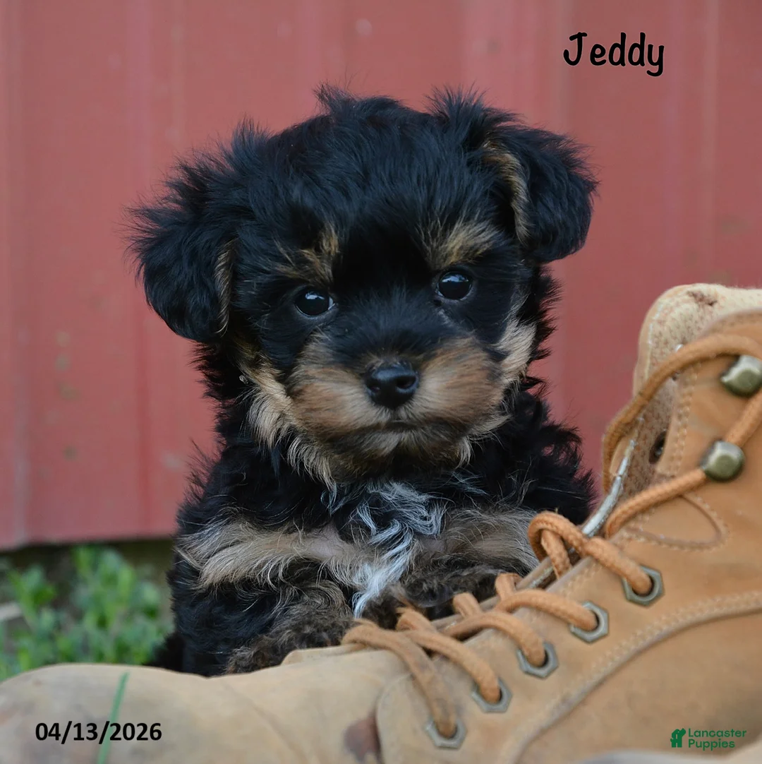 Yorkiepoo dogs for sale: Jeddy - Ad 1