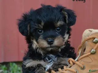 Yorkiepoo dogs for sale: Jeddy - Ad 4