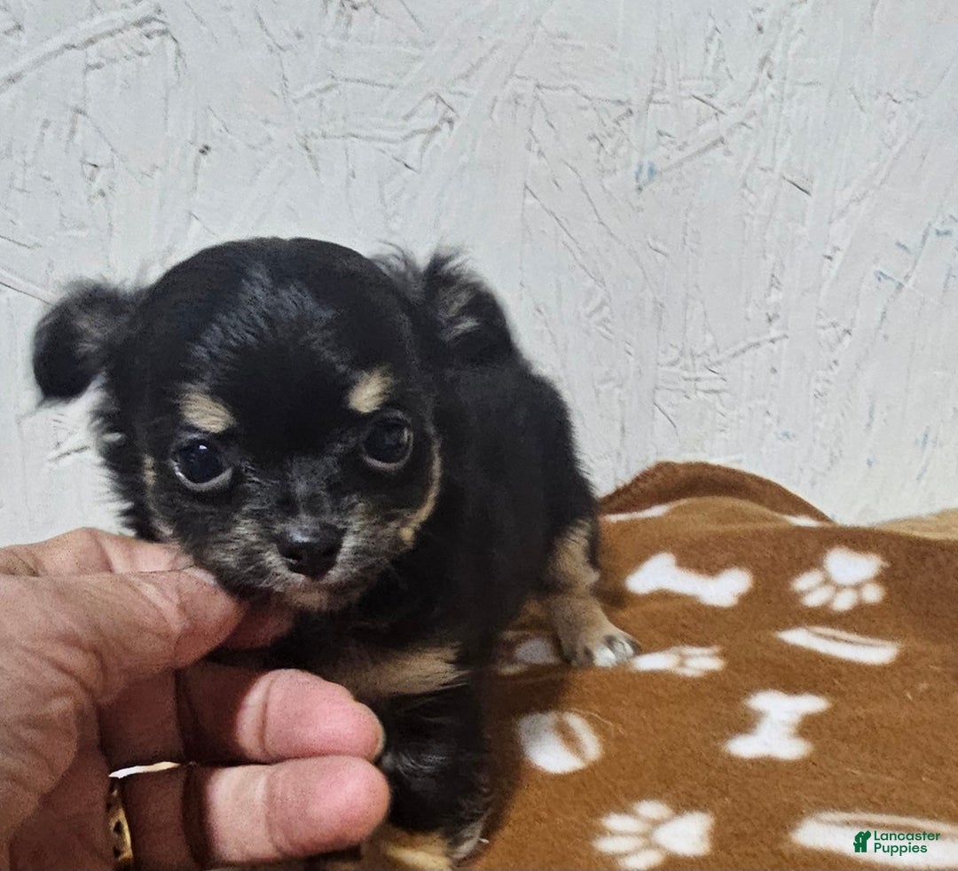 Chihuahua dogs for sale: Fredrick - Ad 4