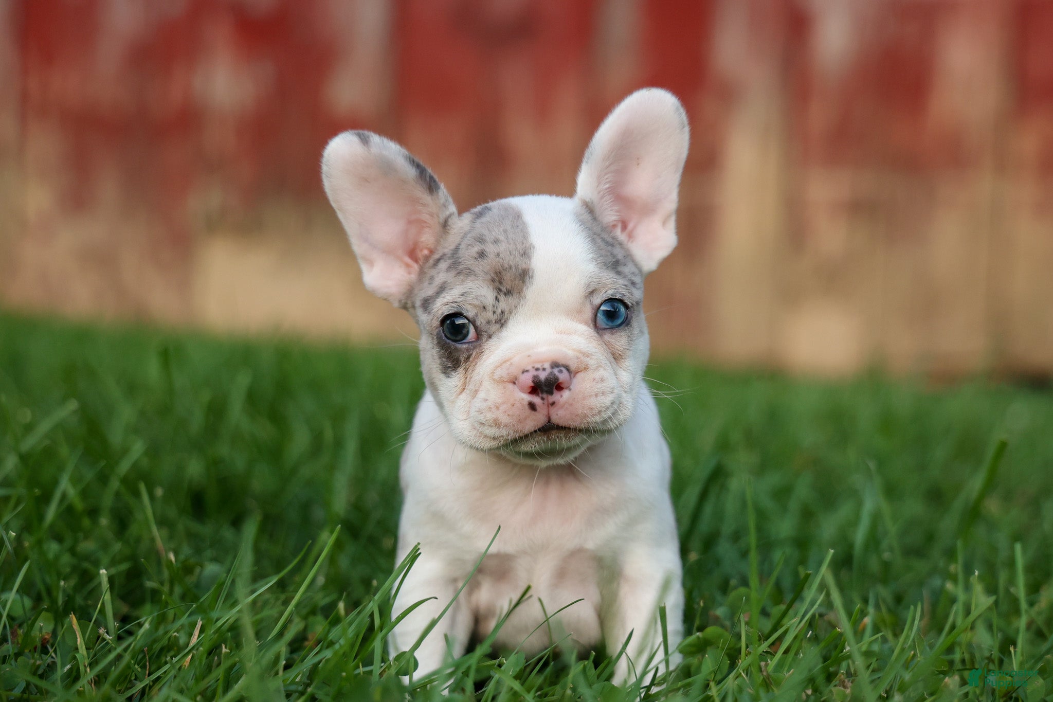 Frenchton dogs MARLEY - Ad 2