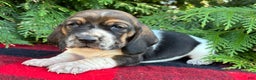 Basset Hound dogs for sale: Ralphie - Ad 7