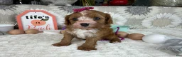 Cavapoo dogs for sale: Zoe  - Ad 5