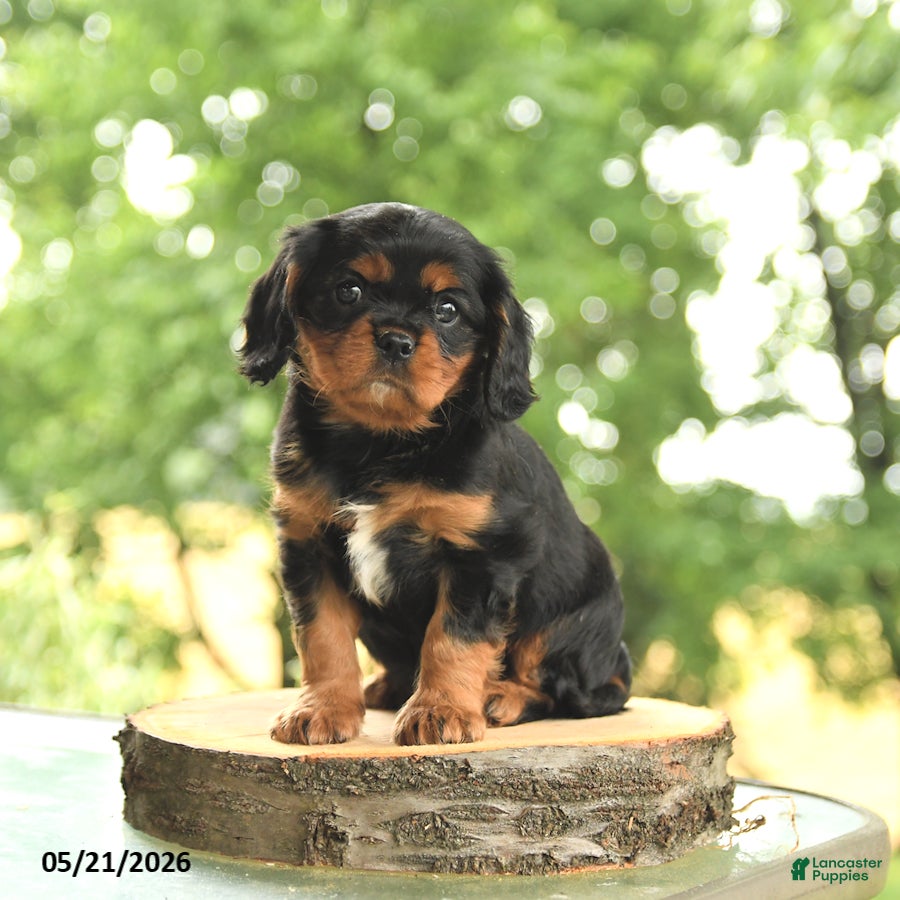 Cavalier King Charles Spaniel dogs for sale: BJ - Ad 2
