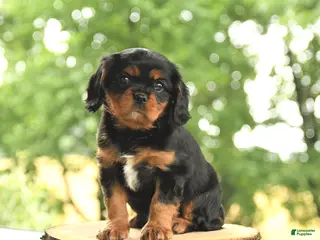Cavalier King Charles Spaniel dogs for sale: BJ - Ad 2