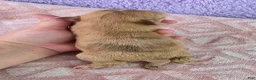 Chihuahua dogs for sale: AKC  Bianca - Ad 4