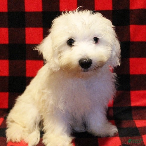 Maltese dogs Mochi - Ad 2