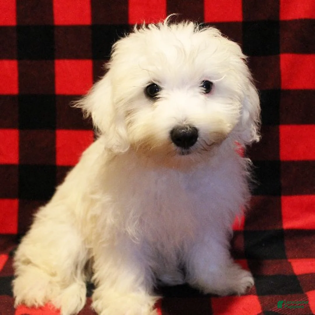 Maltese dogs for sale: Mochi - Ad 2