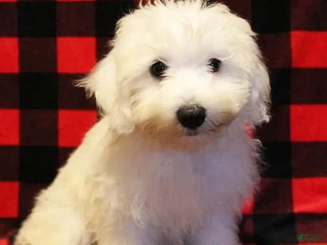 Maltese dogs for sale: Mochi - Ad 2
