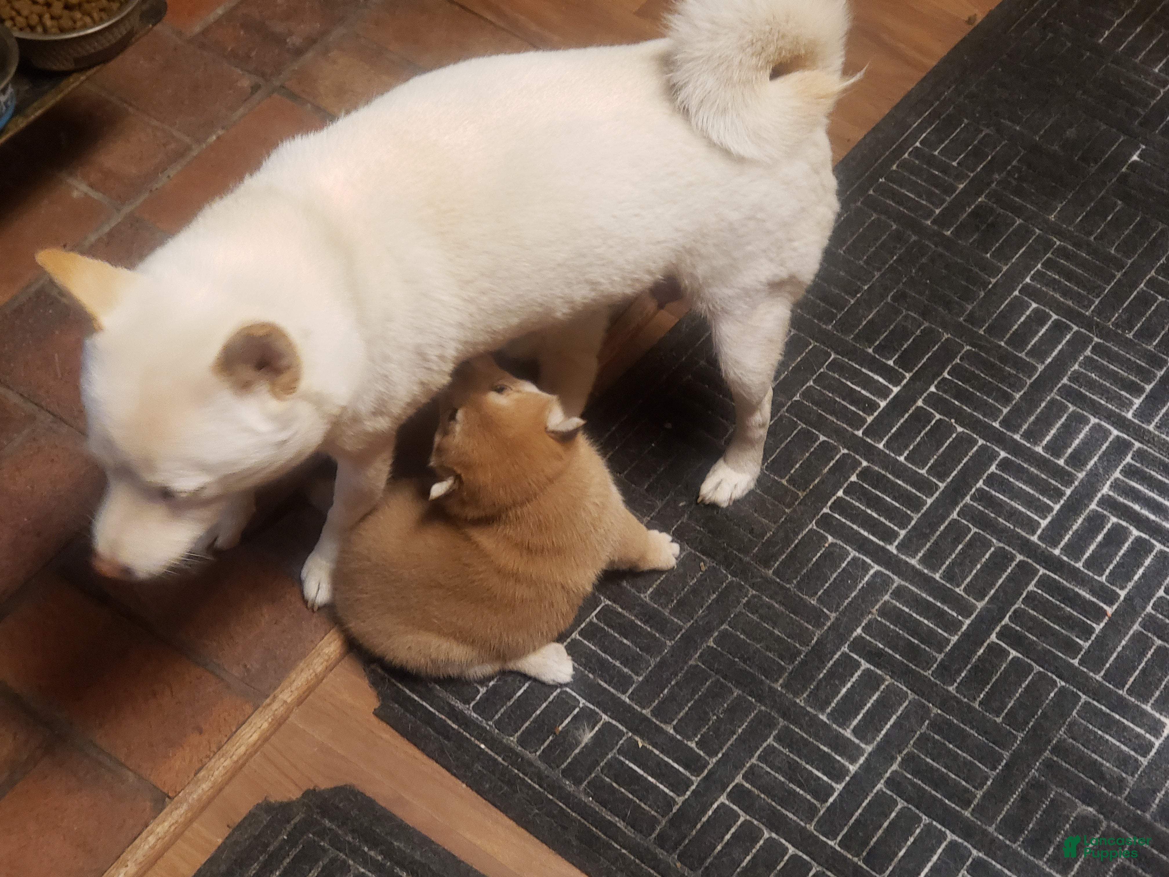 Shiba Inu dogs Shiba Inu Puppy 4 - Ad 38
