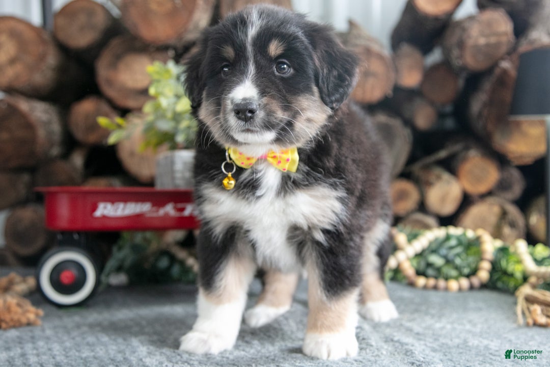 Miniature Australian Shepherd dogs for sale: Brandy - Ad 1