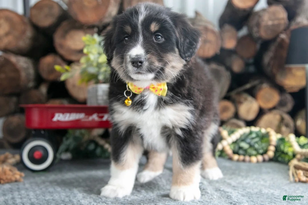 Miniature Australian Shepherd dogs for sale: Brandy - Ad 1