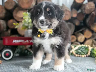 Miniature Australian Shepherd dogs Brandy - Ad 35