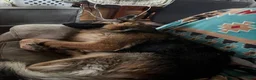 German Shepherd dogs for sale: German Shepherd Puppy 2 - Ad 2