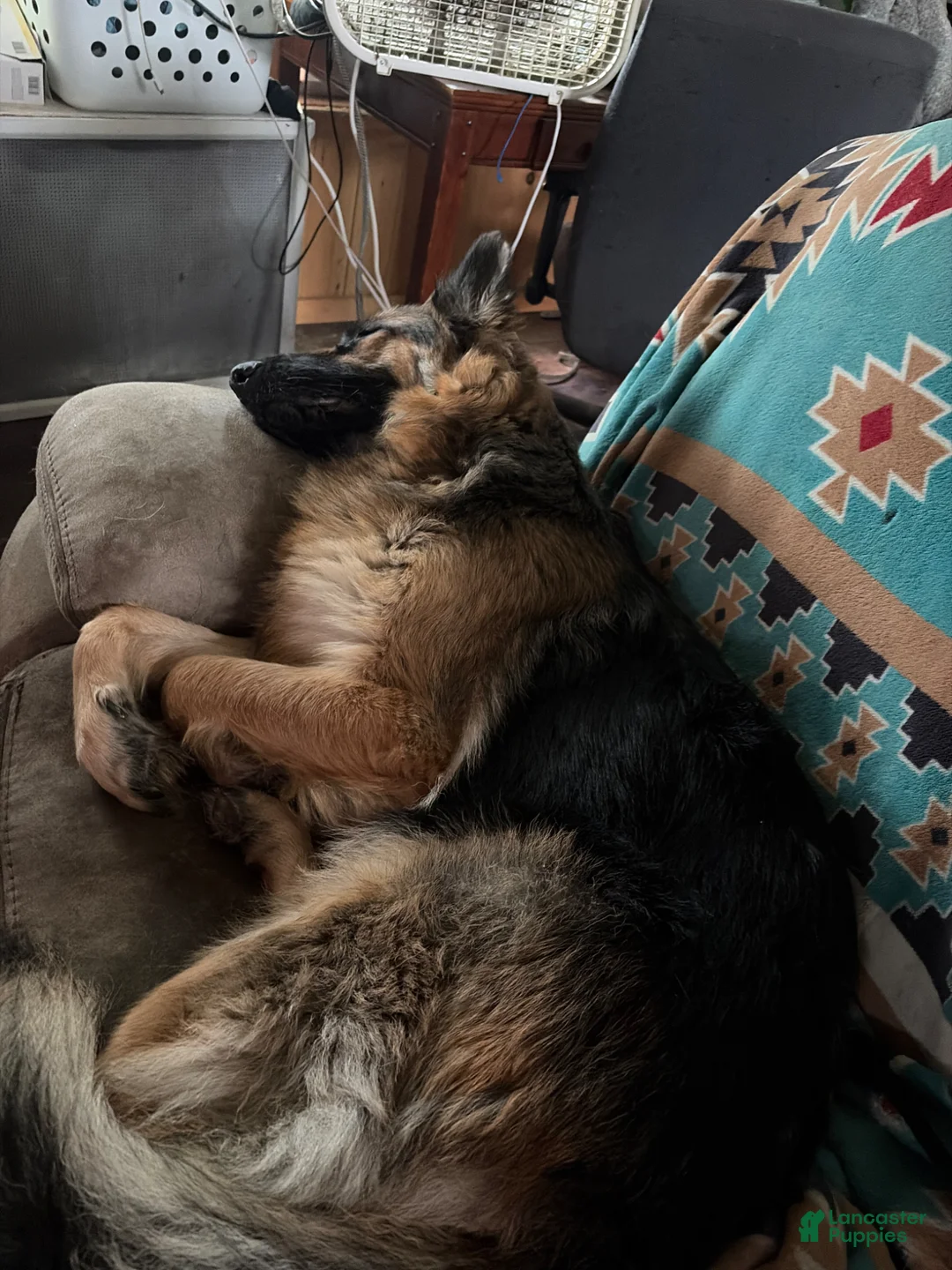 German Shepherd dogs for sale: German Shepherd Puppy 2 - Ad 2