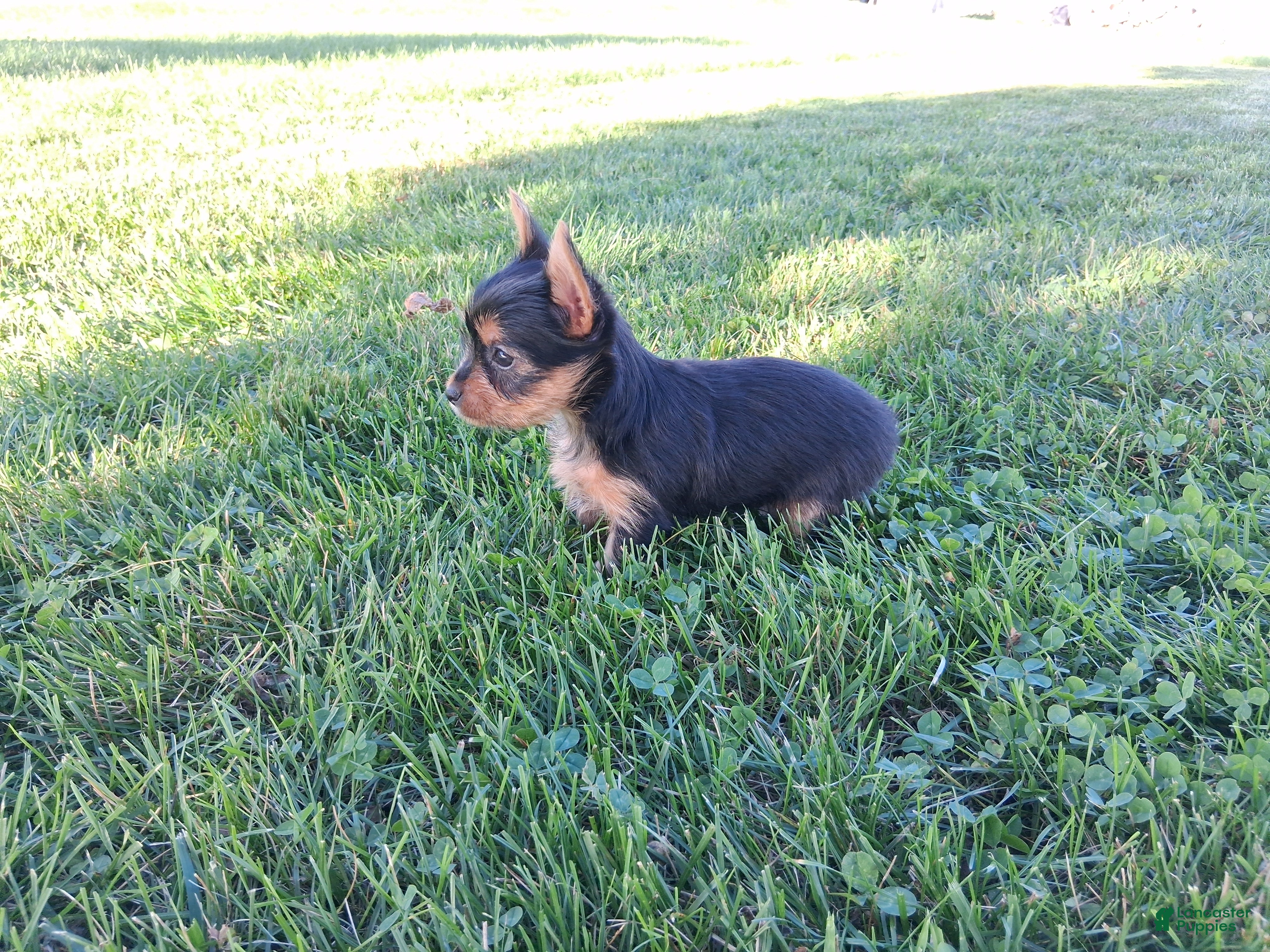 Yorkshire Terrier dogs Spice - Ad 1