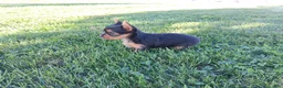 Yorkshire Terrier dogs for sale: Spice - Ad 1