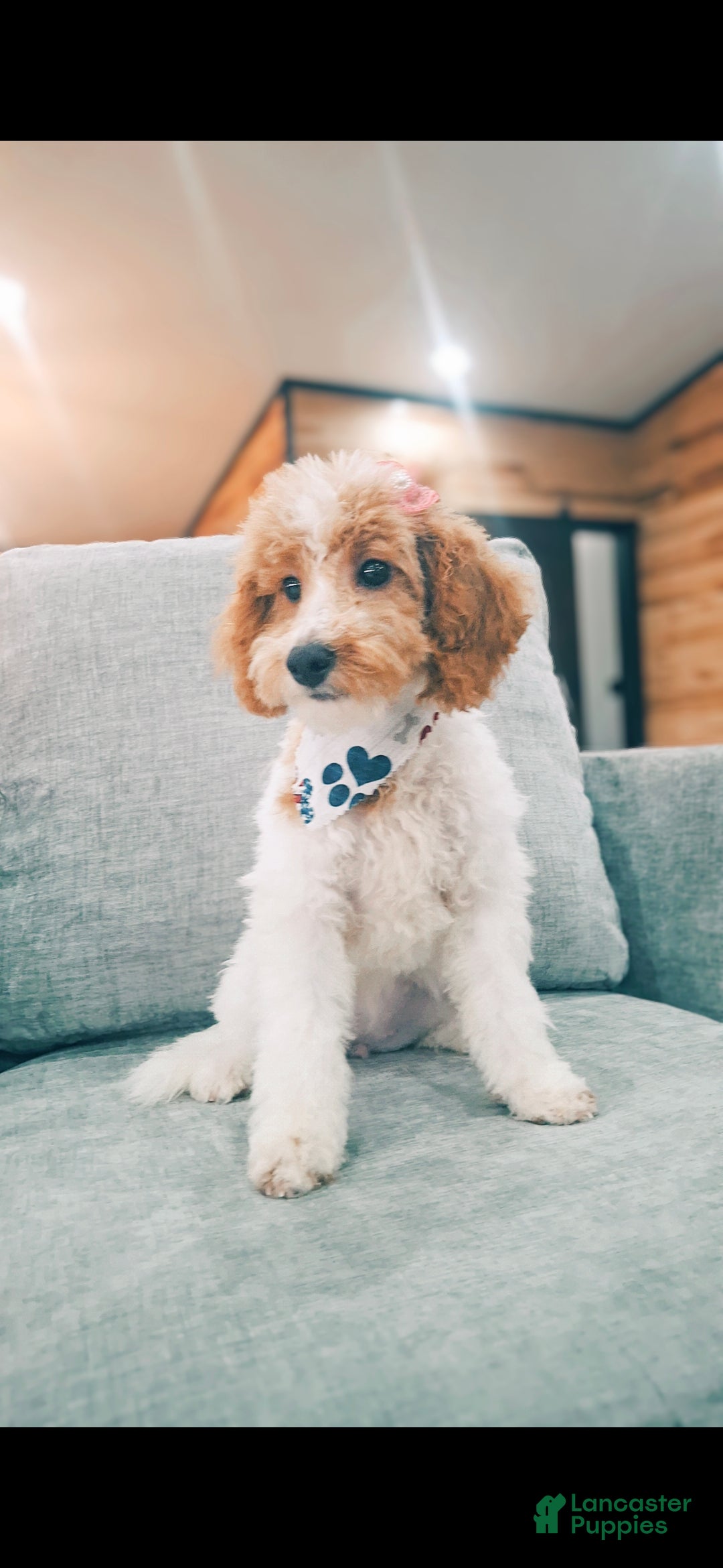 Mini Goldendoodle dogs for sale: Blossom - Ad 1