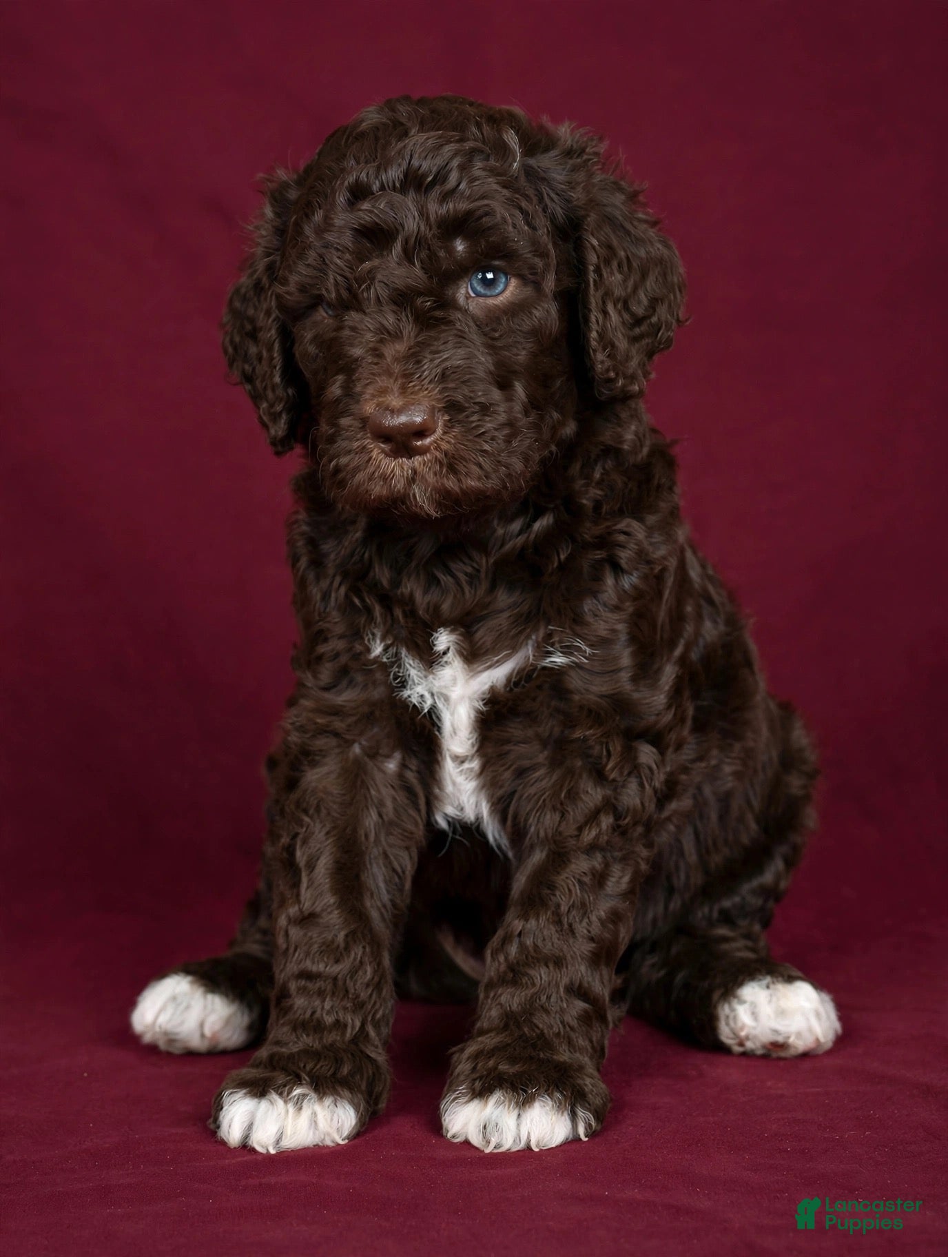 Goldendoodle dogs Purple - Ad 1