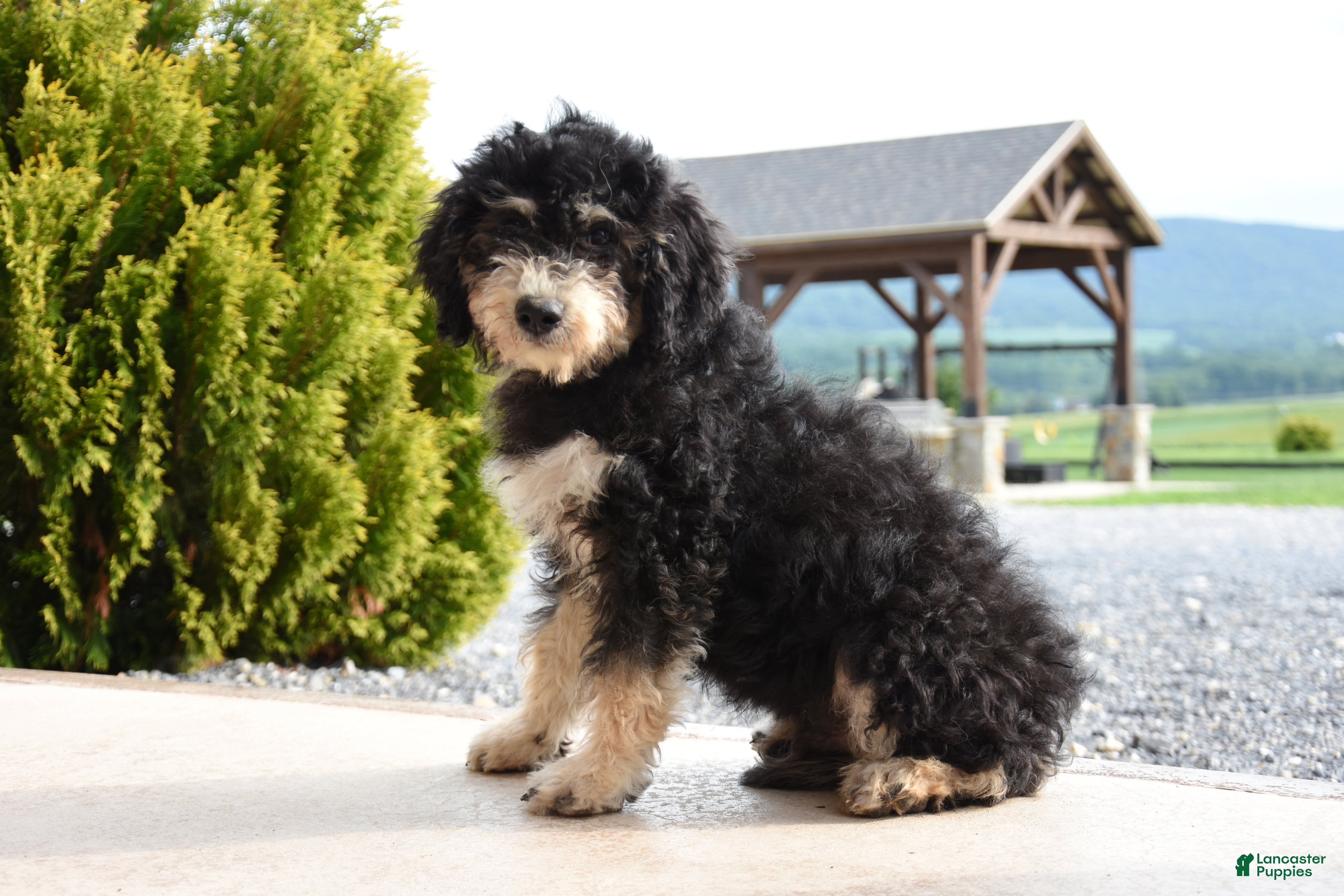 Mini Goldendoodle dogs Andy - Ad 1