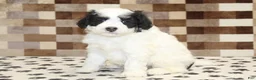 Mini Bernedoodle dogs for sale: Kodiak - Ad 4