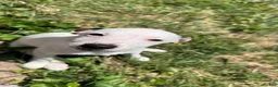 Jack Russell Terrier dogs for sale: Snoopy - Ad 3