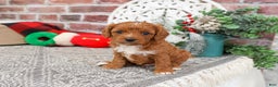 Cavapoo dogs for sale: Baxter - Ad 1