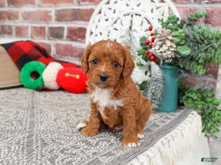 Cavapoo dogs Baxter - Ad 26