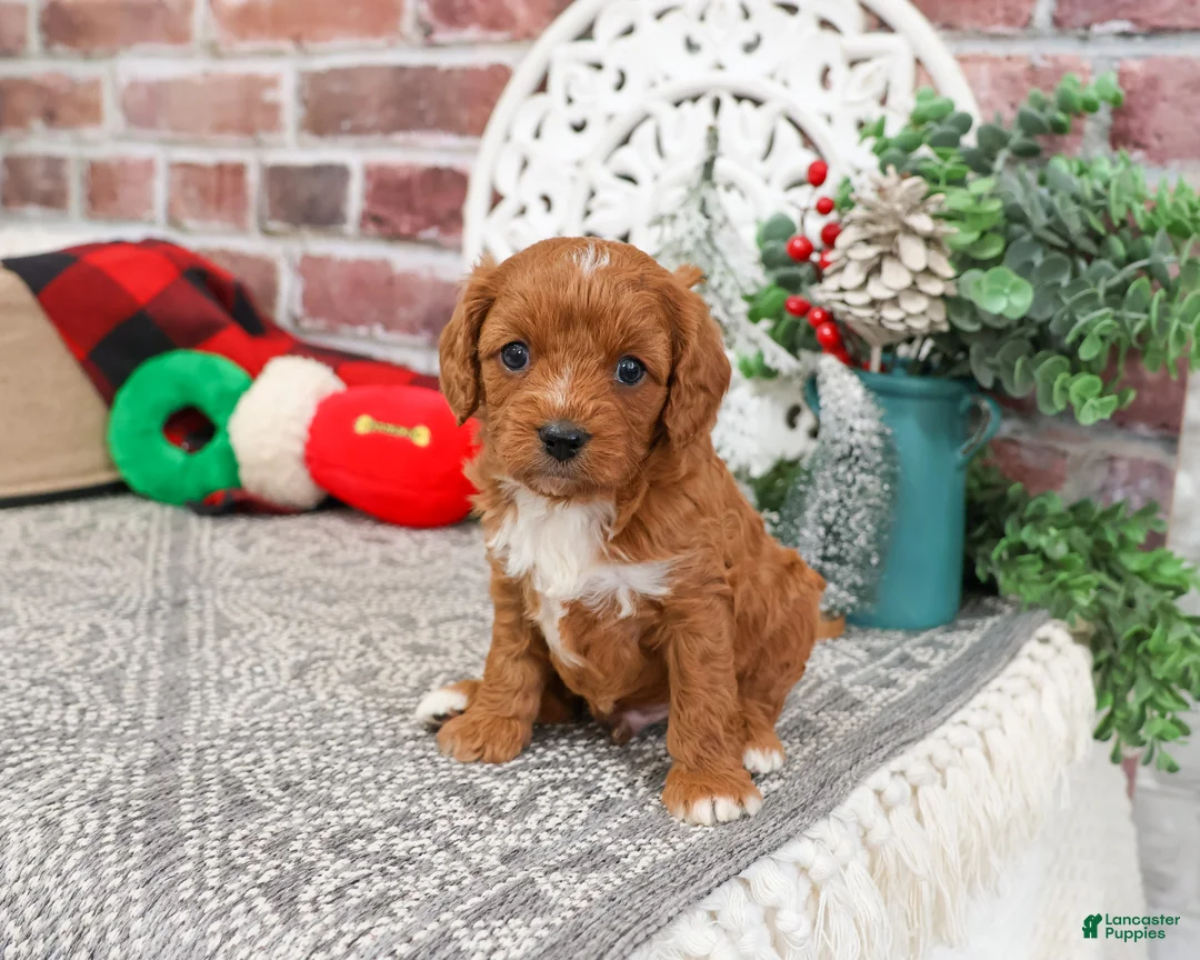 Cavapoo dogs for sale: Baxter - Ad 6