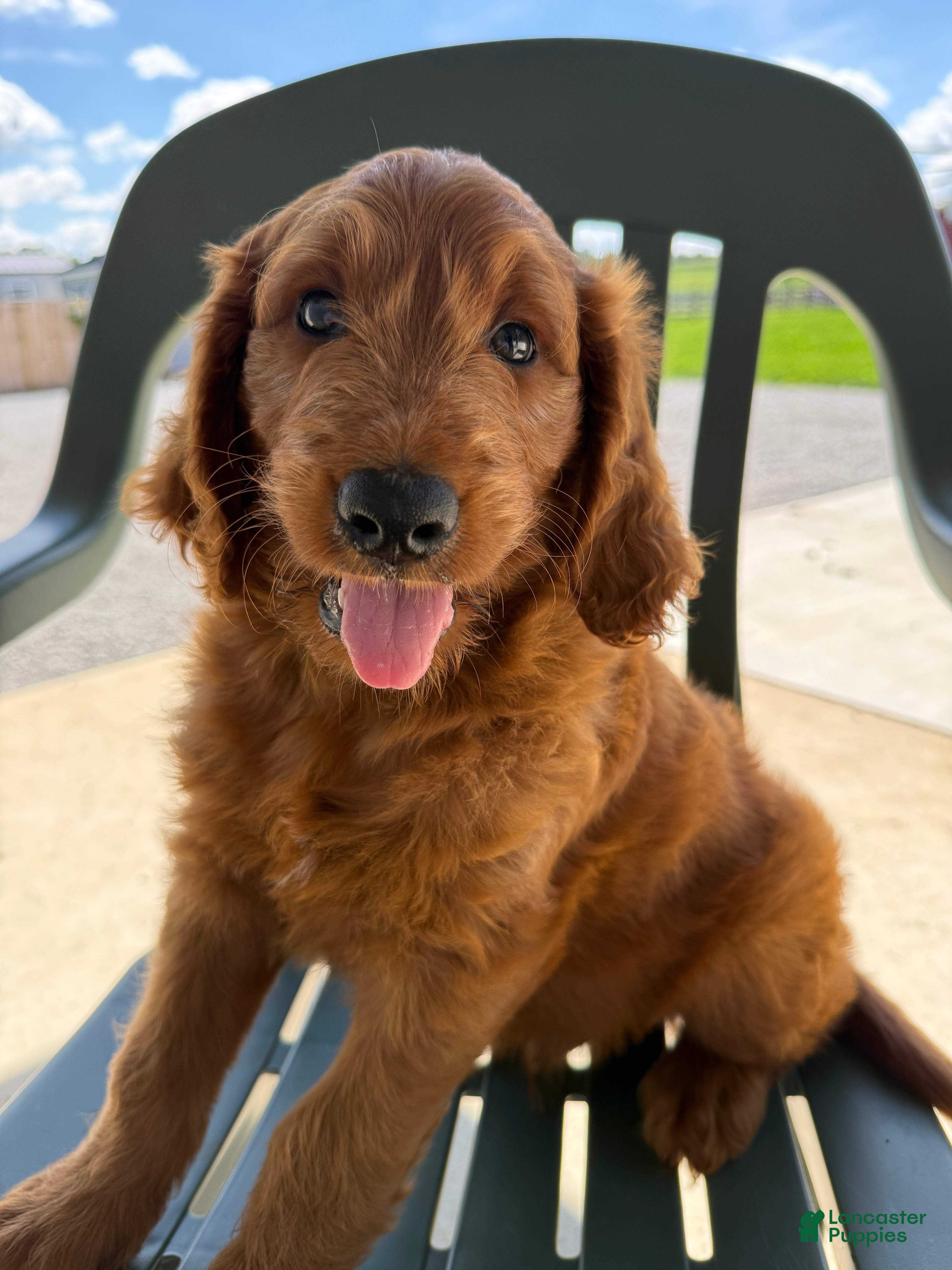 Goldendoodle dogs Gavin - Ad 2