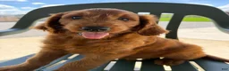 Goldendoodle dogs for sale: Gavin - Ad 2