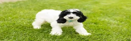 Cockapoo dogs for sale: Jesse - Ad 4