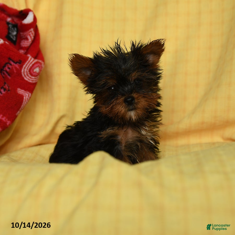 Yorkshire Terrier dogs Paprika - Ad 1