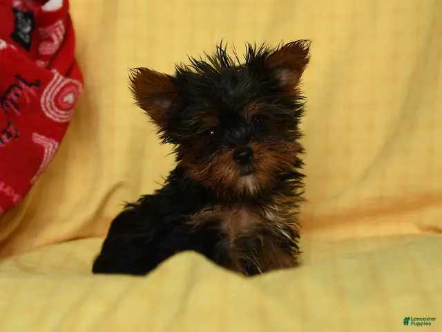Yorkshire Terrier dogs Paprika - Ad 1