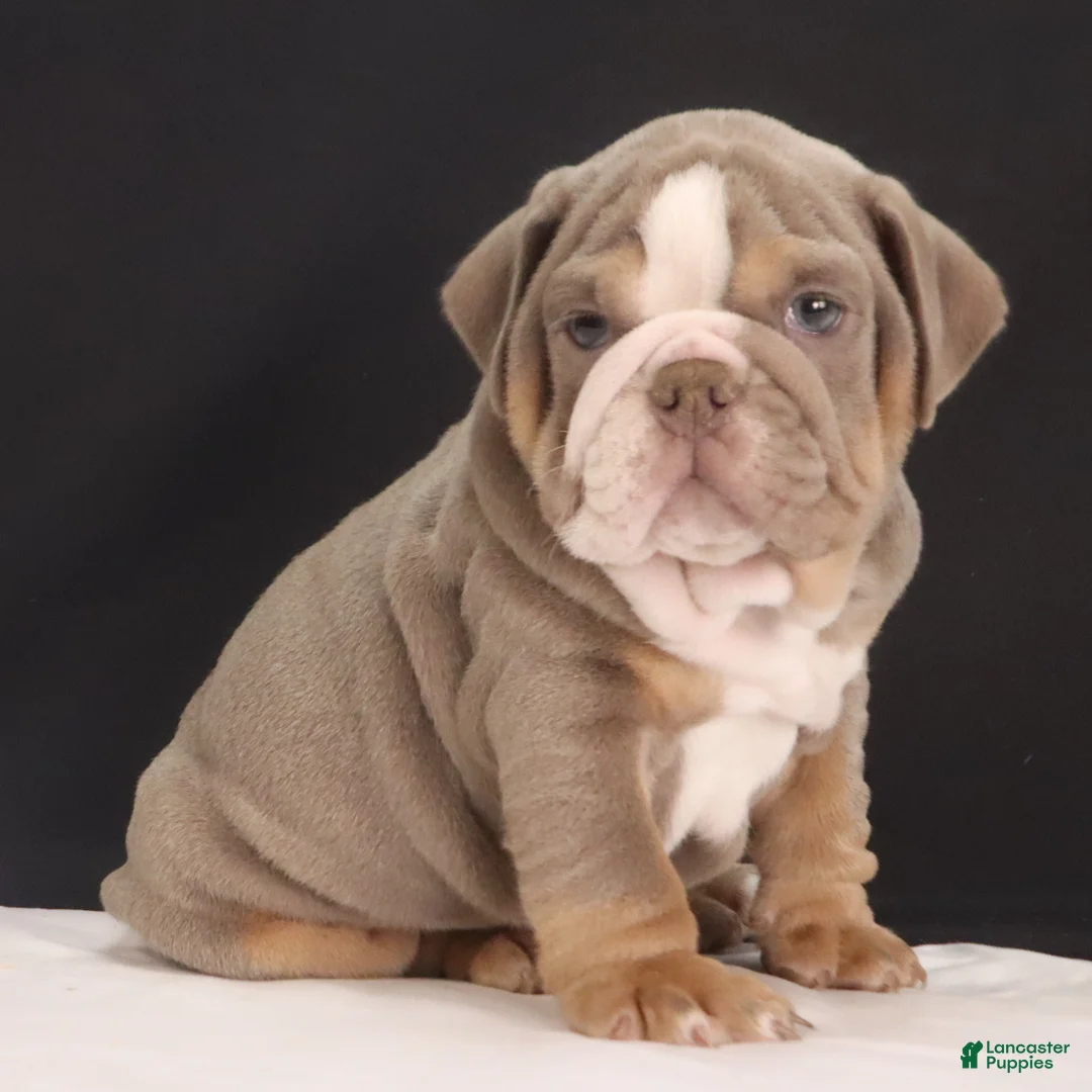 English Bulldog dogs for sale: Tank - Ad 8