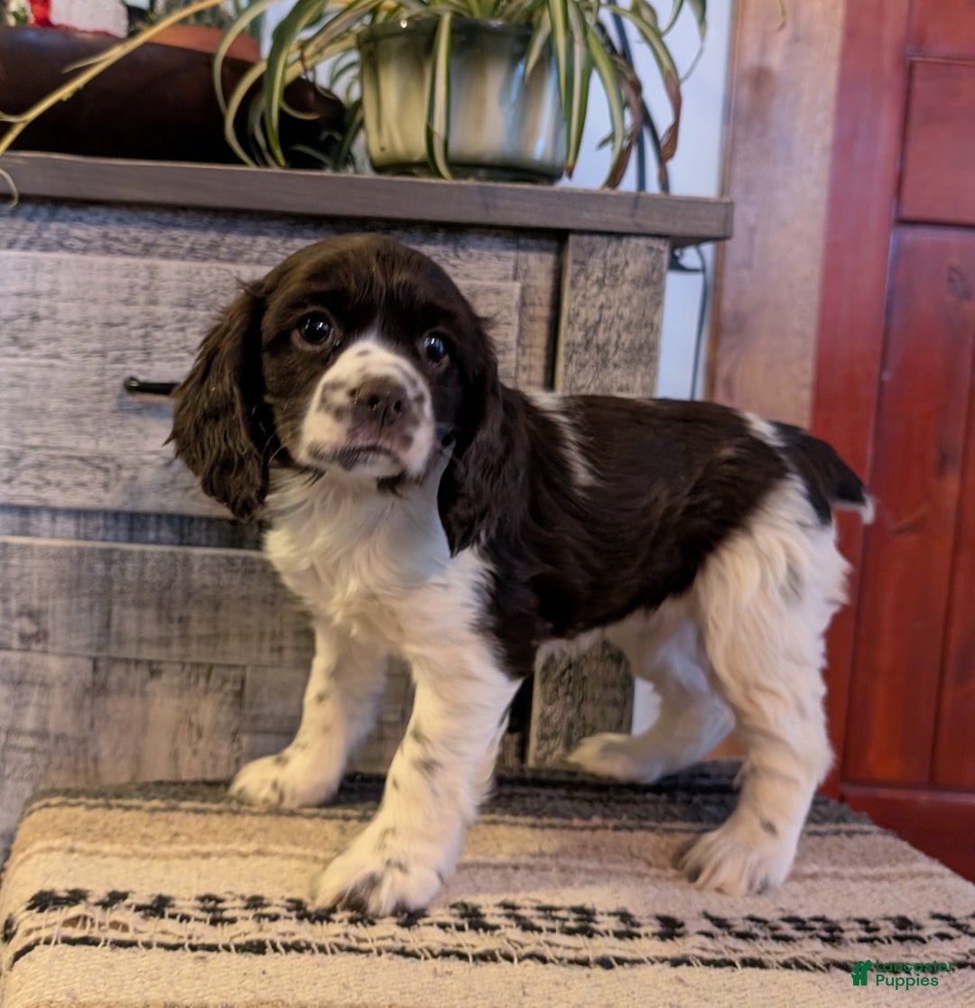 Cocker Spaniel dogs for sale: Ivy - Ad 2