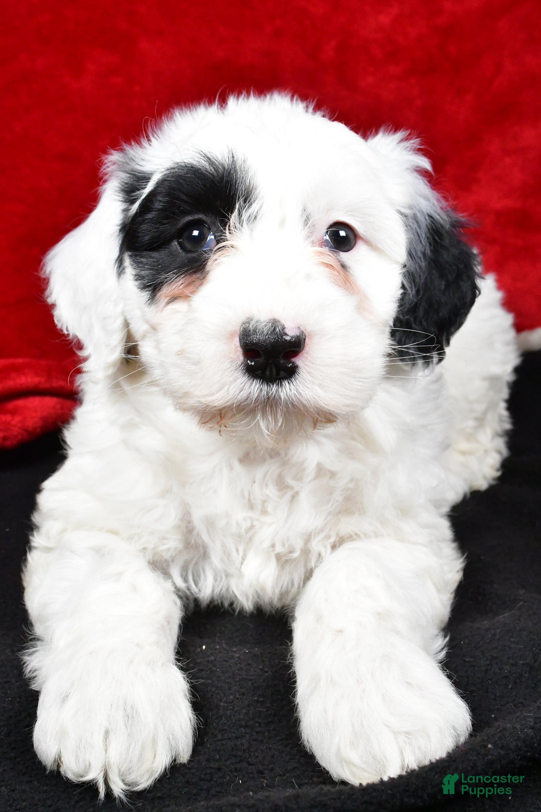 Mixed Breed dogs for sale: Sarah - Ad 5