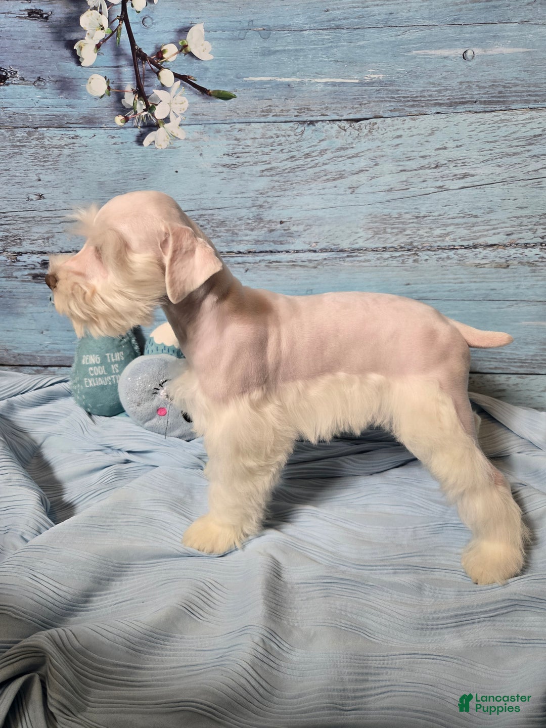 Miniature Schnauzer dogs for sale: OLAF, Miniature Schnauzer Puppy  - Ad 4