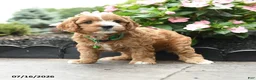 Cavapoo dogs for sale: Gavin - Ad 4