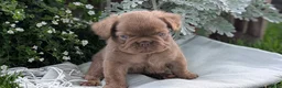 French Bulldog dogs for sale: Ozzy - Ad 6