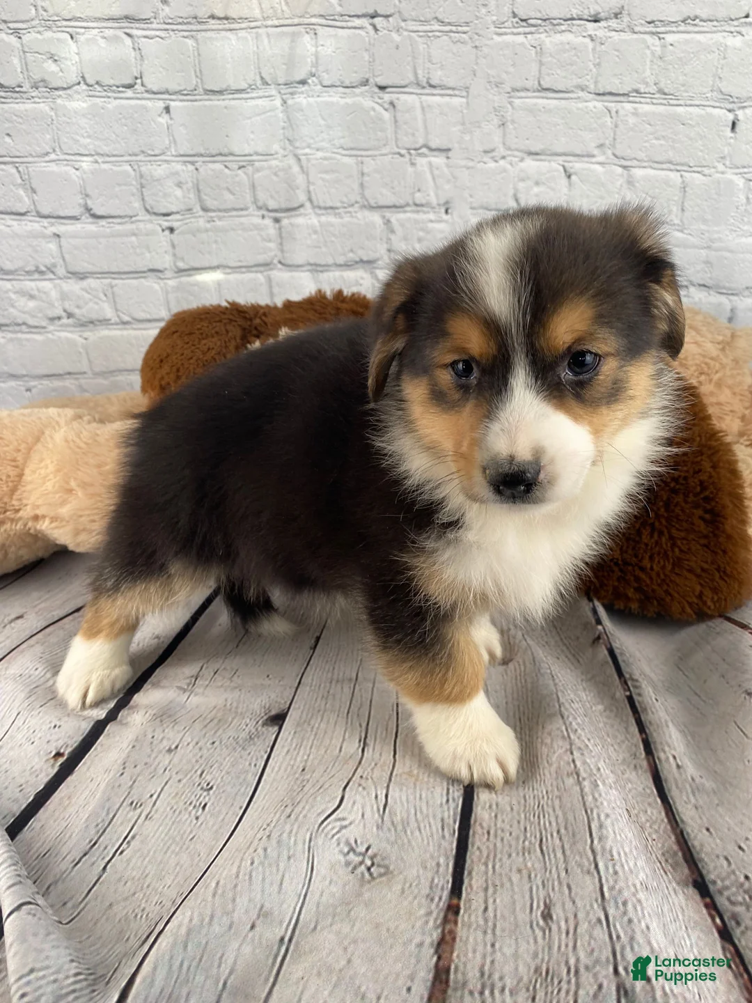 Mixed Breed dogs for sale: Luna - Ad 2