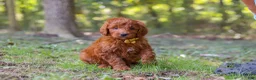 Goldendoodle dogs for sale: Max - Ad 5