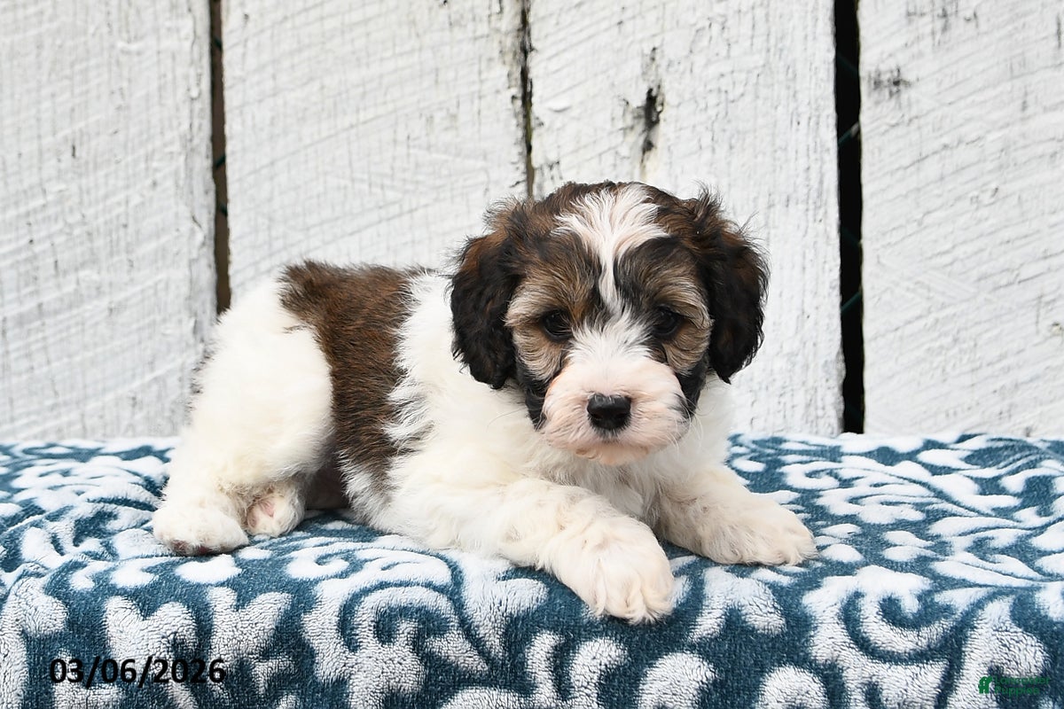 Cockapoo dogs Lucy - Ad 2