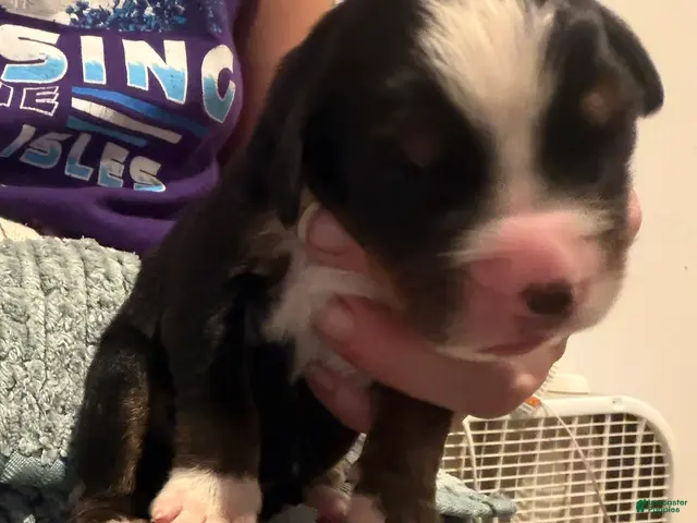 Bernese Mountain Dog dogs Red - Ad 11