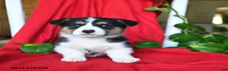 Welsh Corgi Pembroke dogs for sale: Colby - Ad 4