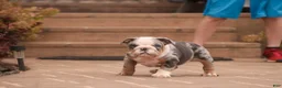 English Bulldog dogs for sale: Sebastian English Bulldog  - Ad 3