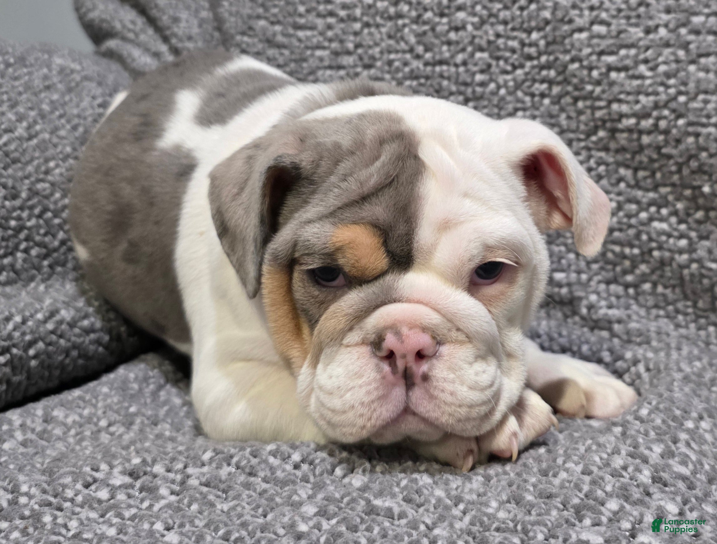 English Bulldog dogs Layne - Ad 1