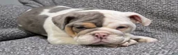 English Bulldog dogs for sale: Layne - Ad 1