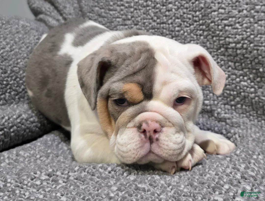 English Bulldog dogs for sale: Layne - Ad 1